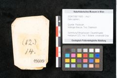 Foto (Objekt + Etikett) von Salix caprea L. (NHMW-GEO-2024-0188-11609)